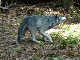 Statue of a Wolf in the Oertijdwoud forest of the Oertijdmuseum