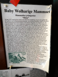 Information on Dima the young Mammoth in the hallway from the Dinohal building to the Museum building of the Oertijdmuseum