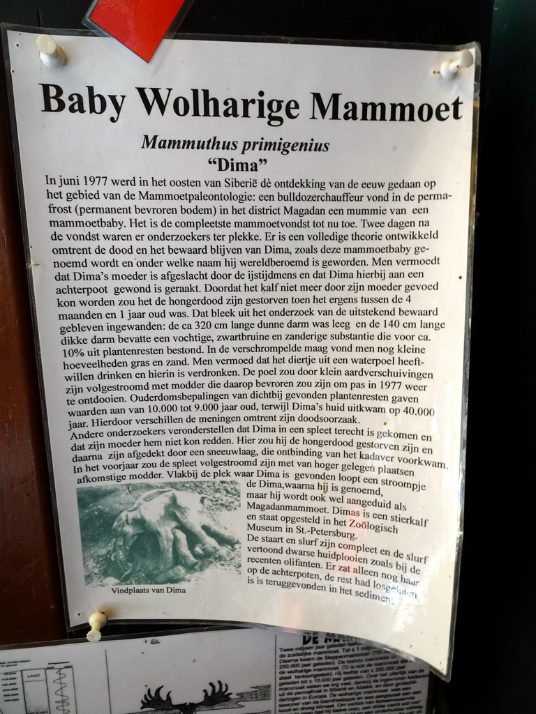 Information on Dima the young Mammoth in the hallway from the Dinohal building to the Museum building of the Oertijdmuseum