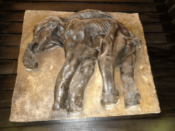 Relief of Dima the young Mammoth in the hallway from the Dinohal building to the Museum building of the Oertijdmuseum