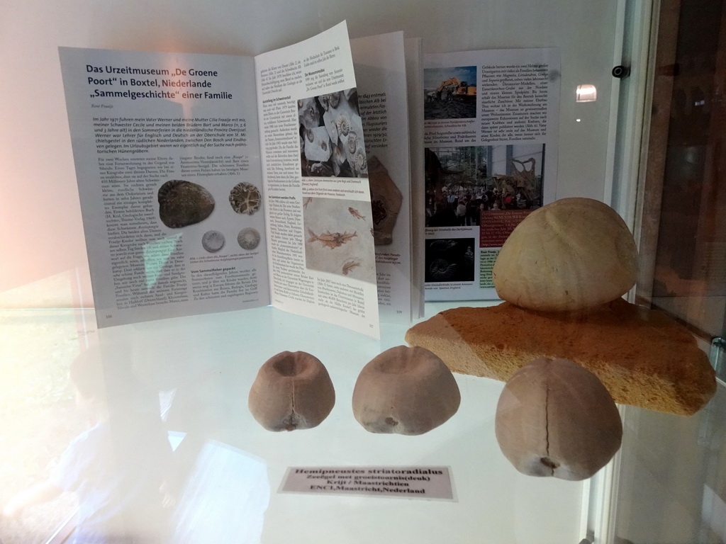 Book and Sea Urchin fossils at the walkway from the Lower Floor to the Upper Floor at the Museum Building of the Oertijdmuseum