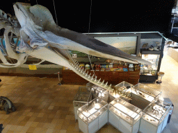 Skeleton of Casper the Sperm Whale above the Lower Floor of the Museum Building of the Oertijdmuseum, viewed from the walkway to the Upper Floor