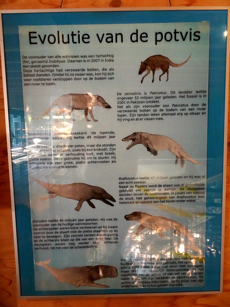 Information on the evolution of the Sperm Whale at the walkway from the Lower Floor to the Upper Floor at the Museum Building of the Oertijdmuseum