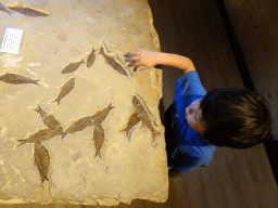 Max with fish fossils at the Upper Floor at the Museum Building of the Oertijdmuseum