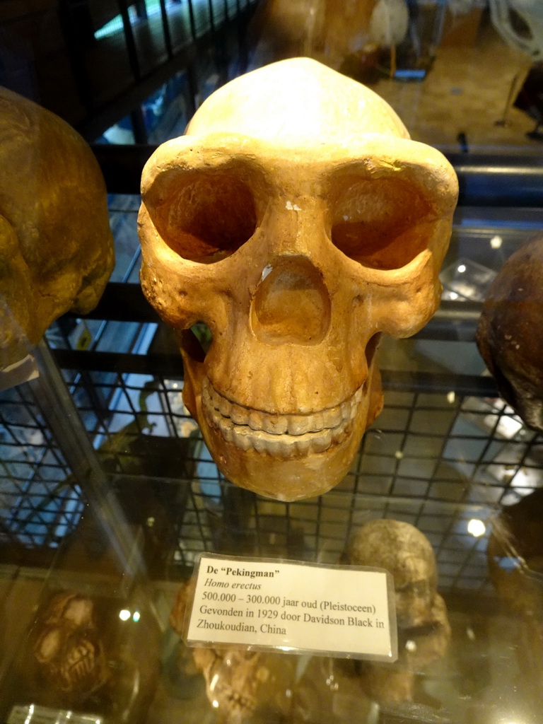 Skull of the `Peking Man` at the Upper Floor of the Museum Building of the Oertijdmuseum, with explanation