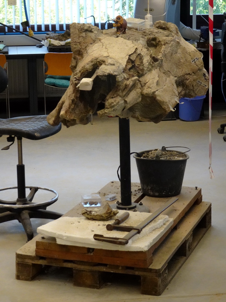 Rock with Triceratops bones at the paleontological laboratory at the Upper Floor of the Museum Building of the Oertijdmuseum