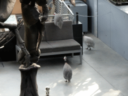 Guineafowls at the Lower Floor of the Dinohal building of the Oertijdmuseum, viewed from the Middle Floor