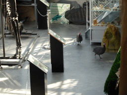 Guineafowls at the Lower Floor of the Dinohal building of the Oertijdmuseum, viewed from the Middle Floor