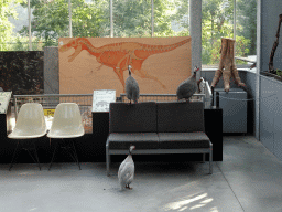 Guineafowls at the Lower Floor of the Dinohal building of the Oertijdmuseum