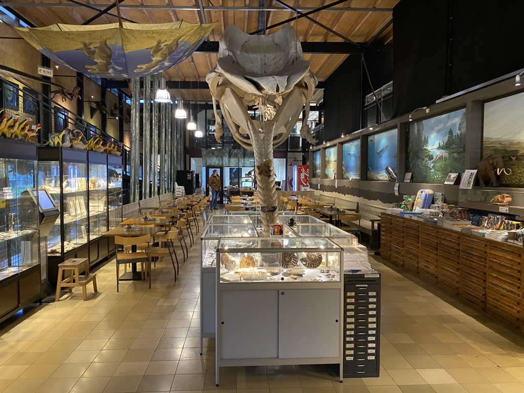 Skeleton of Casper the Sperm Whale above the restaurant at the Lower Floor of the Museum building of the Oertijdmuseum