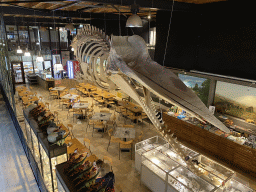 Skeleton of Casper the Sperm Whale above the restaurant at the Lower Floor of the Museum Building of the Oertijdmuseum, viewed from the Upper Floor