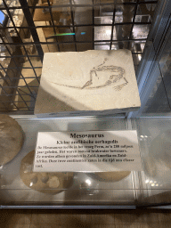 Mesosaurus fossile at the Upper Floor of the Museum Building of the Oertijdmuseum, with explanation