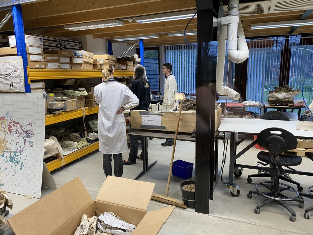 Paleontologists working on the Diplodocus skeleton `Kirby` at the paleontological laboratory at the Upper Floor of the Museum Building of the Oertijdmuseum