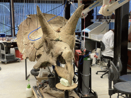 Triceratops skull at the paleontological laboratory at the Upper Floor of the Museum Building of the Oertijdmuseum