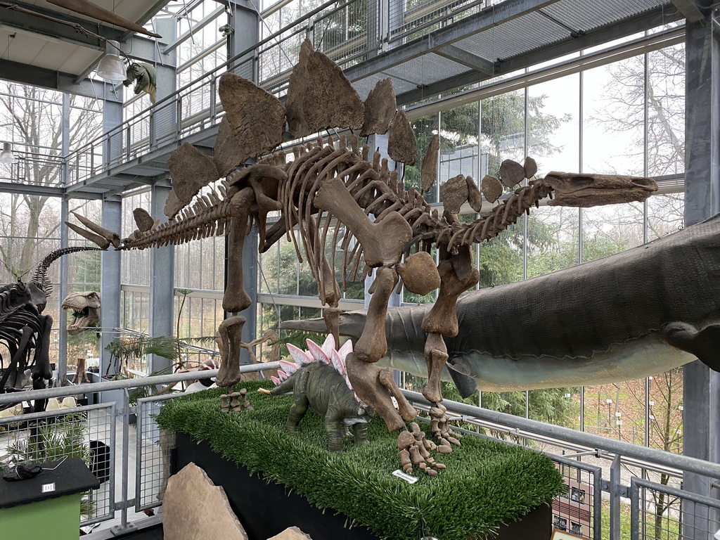 Stegosaurus skeleton at the Middle Floor of the Dinohal building of the Oertijdmuseum