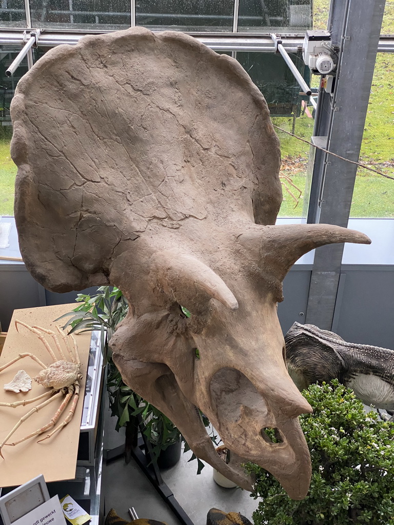 Triceratops skull at the Lower Floor of the Dinohal building of the Oertijdmuseum, viewed from the Middle Floor