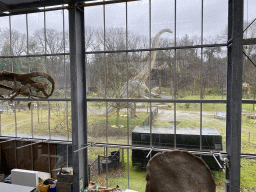 Diplodocus statue in the Garden of the Oertijdmuseum, viewed from the Middle Floor of the Dinohal building