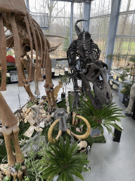 Tyrannosaurus skeleton and Mammoth skull at the Lower Floor of the Dinohal building of the Oertijdmuseum, viewed from the Middle Floor