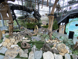 Velociraptor skeletons at the Lower Floor of the Dinohal building of the Oertijdmuseum