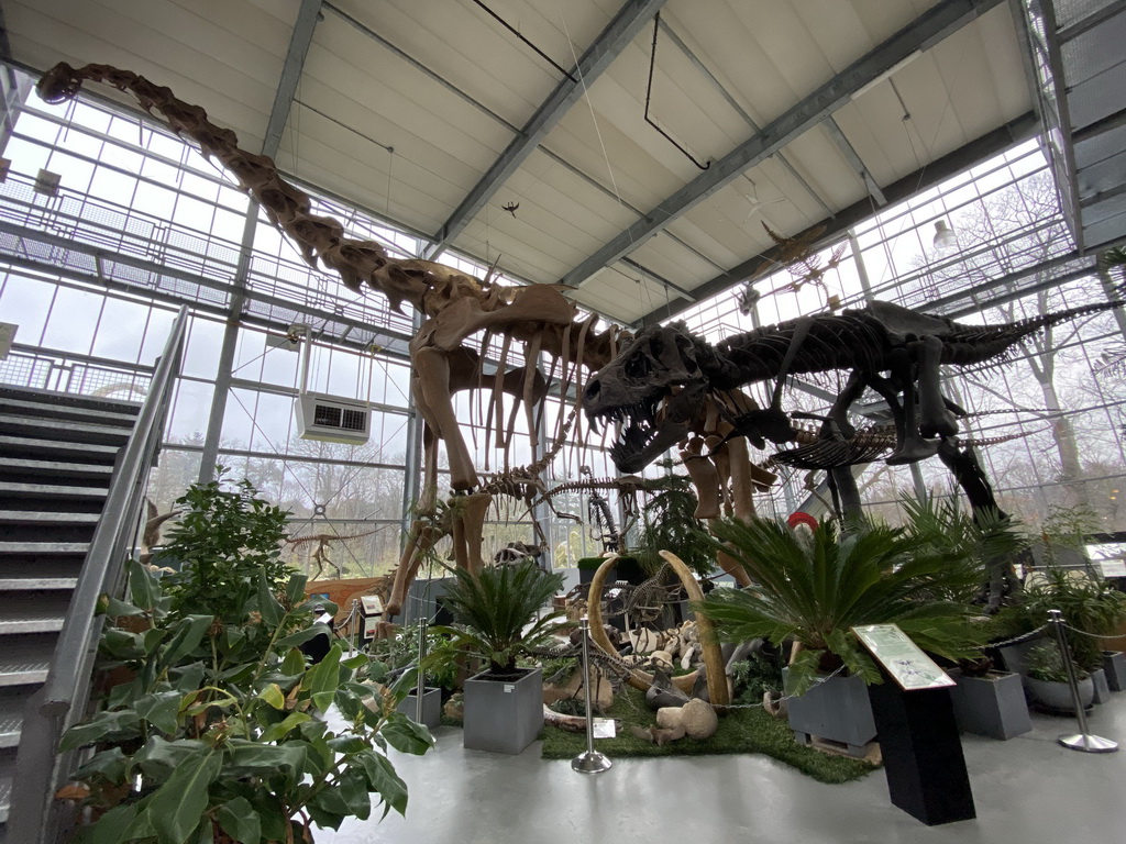 Brachiosaurus and Tyrannosaurus skeletons at the Lower Floor of the Dinohal building of the Oertijdmuseum