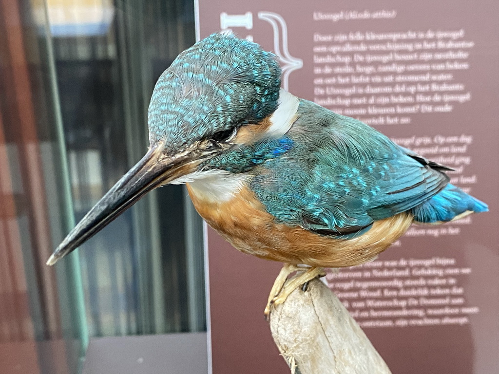 Stuffed Kingfisher at the Lower Floor of the Dinohal building of the Oertijdmuseum