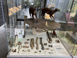 Exhibition on the evolution of the Horse at the hallway from the Dinohal building to the Museum building of the Oertijdmuseum