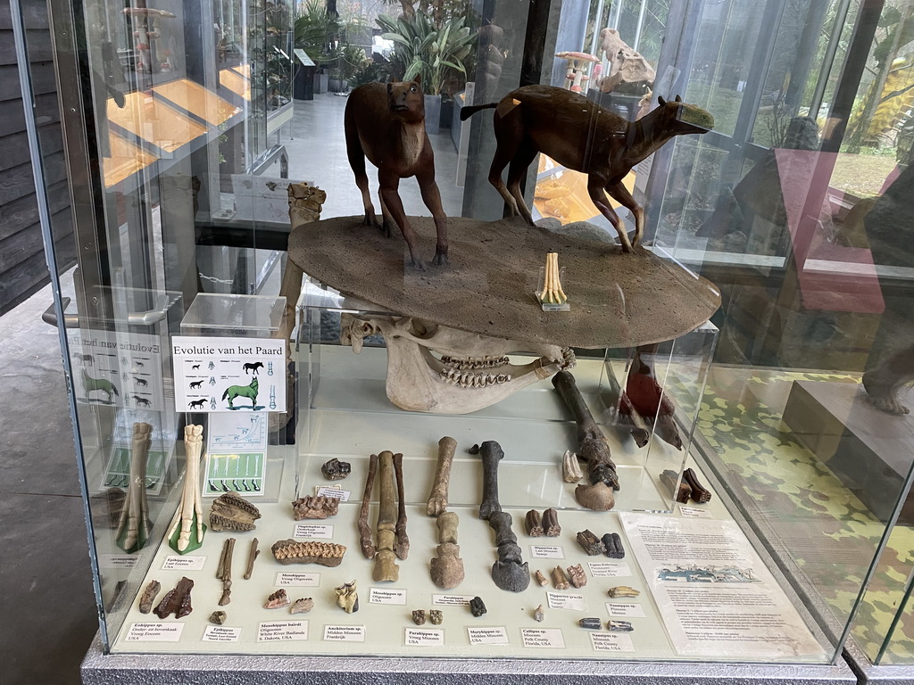 Exhibition on the evolution of the Horse at the hallway from the Dinohal building to the Museum building of the Oertijdmuseum