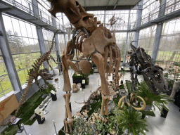 Diplodocus, Brachiosaurus and Tyrannosaurus skeletons and Mammoth skull at the Lower Floor of the Dinohal building of the Oertijdmuseum