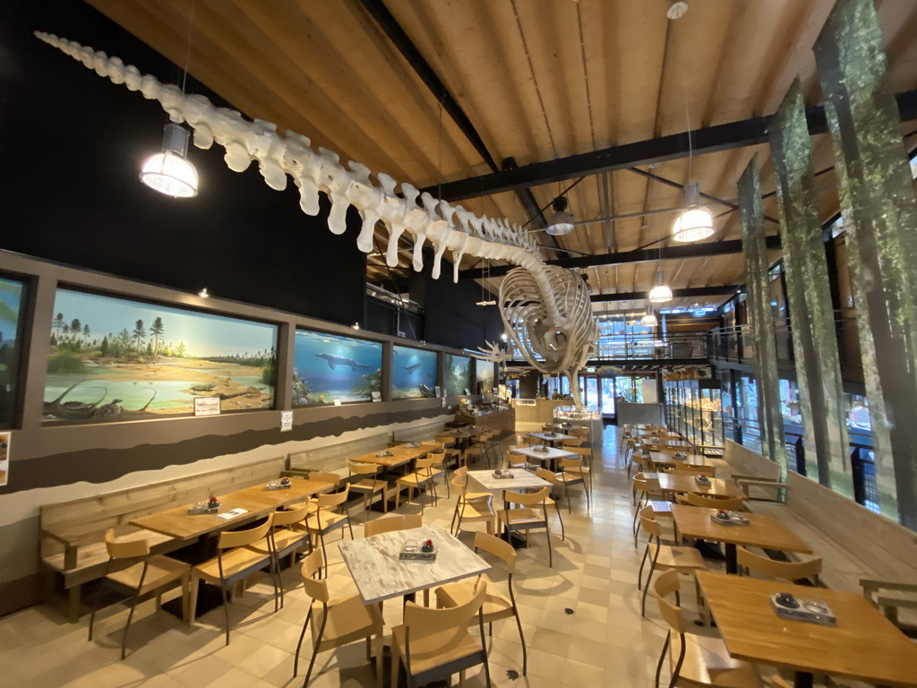 Skeleton of Casper the Sperm Whale above the restaurant at the Lower Floor of the Museum building of the Oertijdmuseum