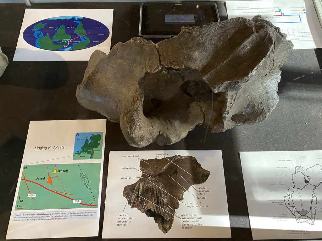 Rorqual skull at the Upper Floor of the Museum building of the Oertijdmuseum, with explanation