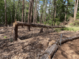 Broken tree in the Oertijdwoud forest of the Oertijdmuseum