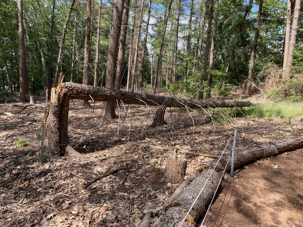 Broken tree in the Oertijdwoud forest of the Oertijdmuseum