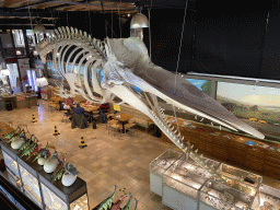 Skeleton of Casper the Sperm Whale above the Lower Floor of the Museum Building of the Oertijdmuseum, viewed from the Upper Floor