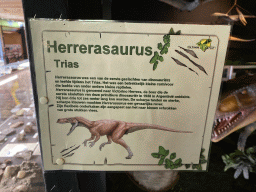 Explanation on the Herrerasaurus at the Upper Floor of the Museum Building of the Oertijdmuseum