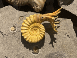 Ammonite statuette and fossils at the Upper Floor of the Museum Building of the Oertijdmuseum