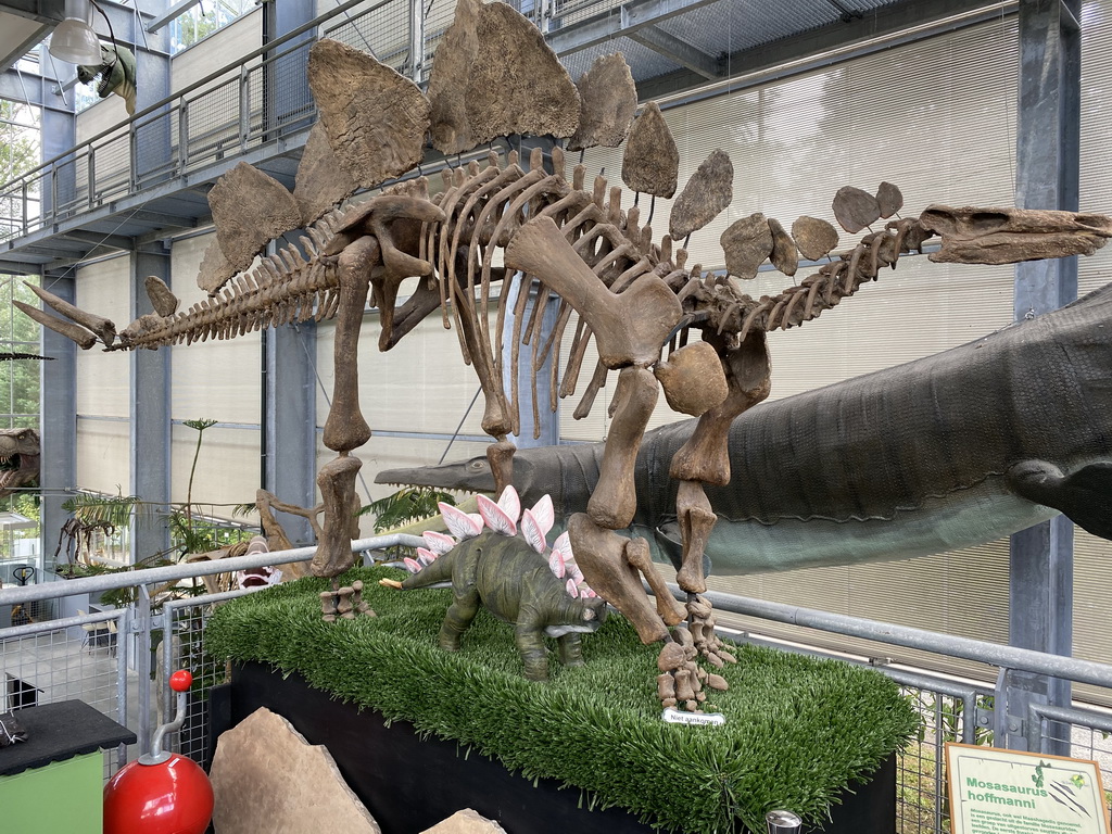 Skeleton and statue of a Stegosaurus at the Middle Floor of the Dinohal building of the Oertijdmuseum
