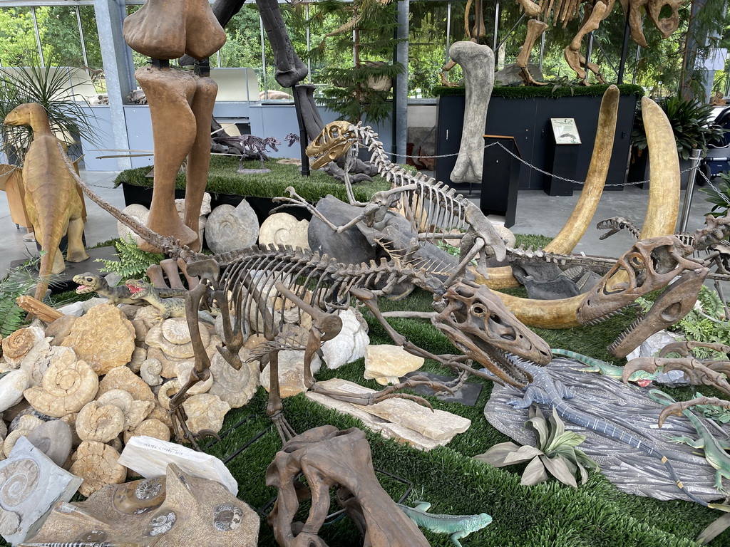 Skeletons of Velociraptors at the Lower Floor of the Dinohal building of the Oertijdmuseum