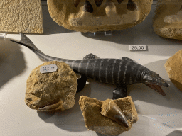 Fossilized teeth and a dinosaur toy in the shop at the Lower Floor of the Museum Building of the Oertijdmuseum