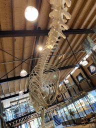 Skeleton of Casper the Sperm Whale above the Lower Floor of the Museum Building of the Oertijdmuseum