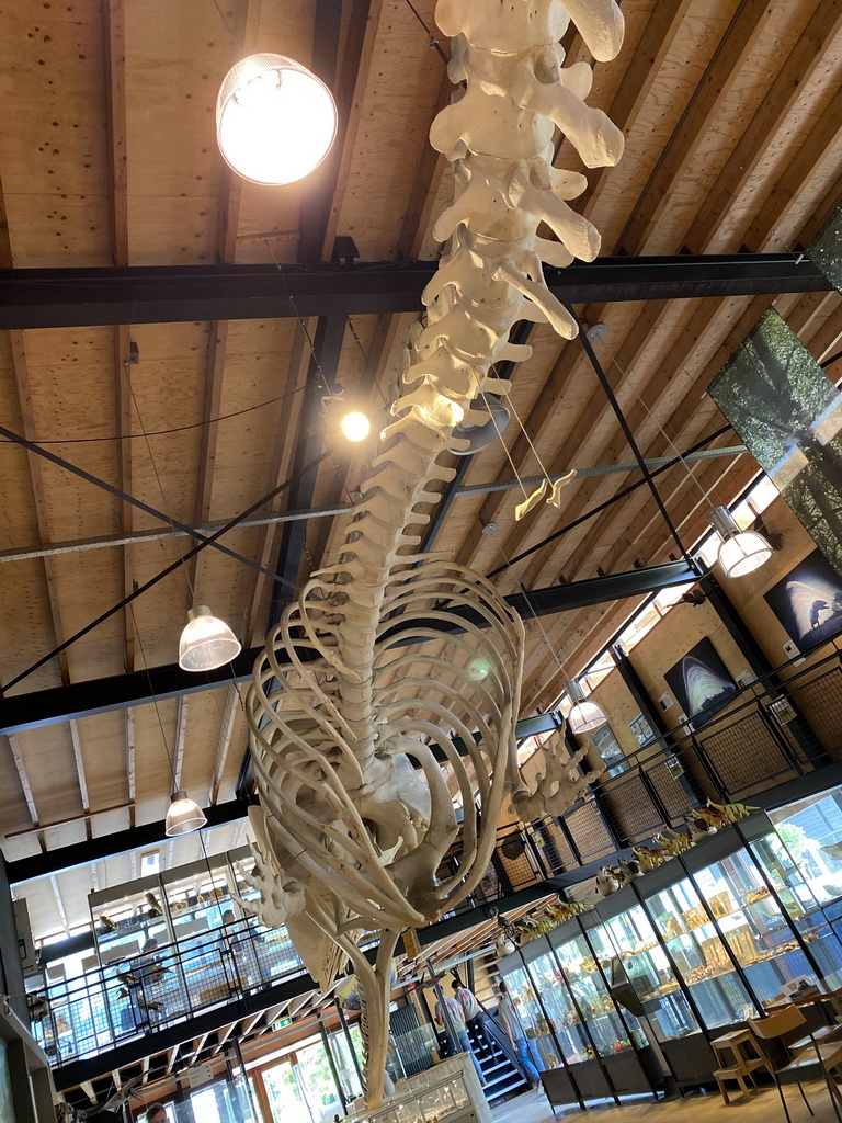 Skeleton of Casper the Sperm Whale above the Lower Floor of the Museum Building of the Oertijdmuseum