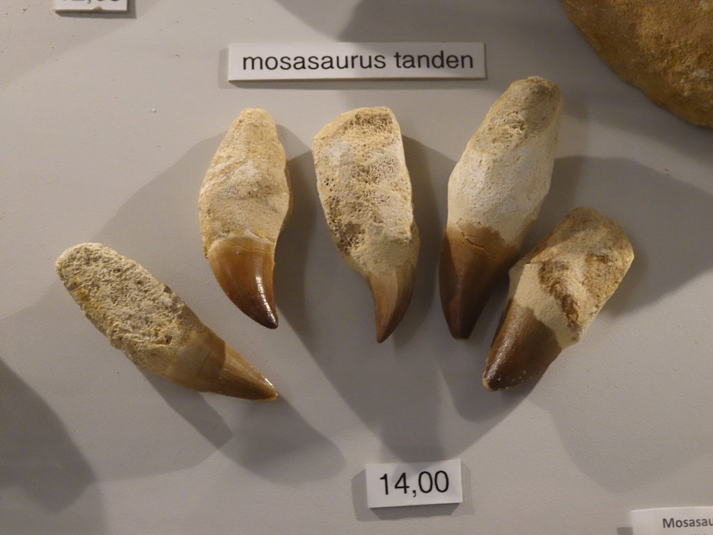Fossilized Mosasaurus teeth in the shop at the Lower Floor of the Museum Building of the Oertijdmuseum, with explanation