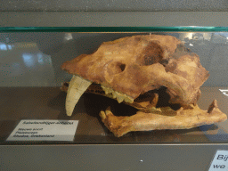 Skull of a Saber-toothed Tiger at the Lower Floor of the Museum Building of the Oertijdmuseum, with explanation