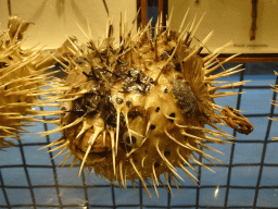Stuffed Pufferfish in the shop at the Lower Floor of the Museum Building of the Oertijdmuseum