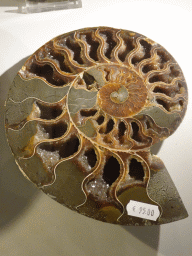 Ammonite fossil in the shop at the Lower Floor of the Museum Building of the Oertijdmuseum