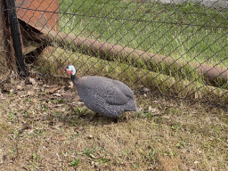 Guineafowl at the playground in the Garden of the Oertijdmuseum