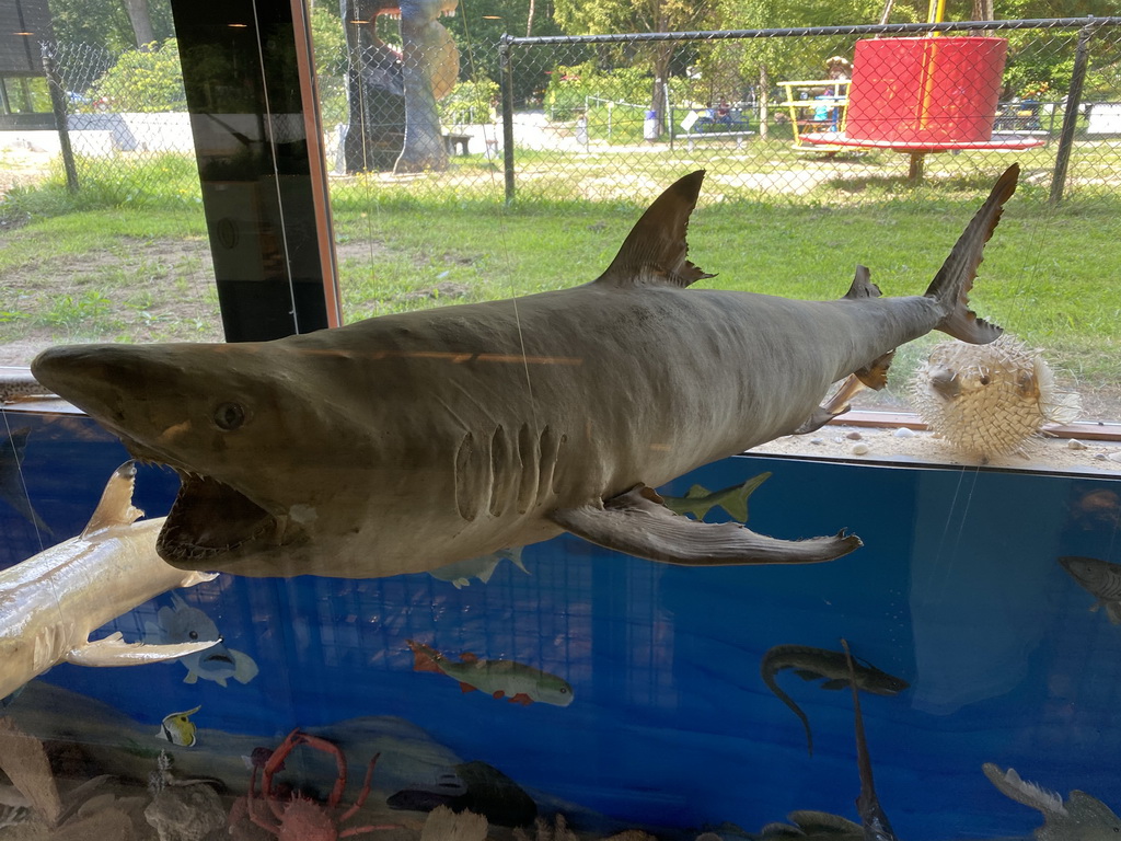 Stuffed Shark and Pufferfish at the walkway from the Lower Floor to the Upper Floor at the Museum Building of the Oertijdmuseum