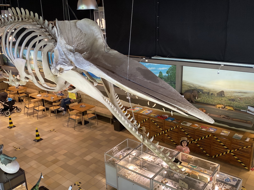 Skeleton of Casper the Sperm Whale above the restaurant at the Lower Floor of the Museum Building of the Oertijdmuseum, viewed from the Upper Floor