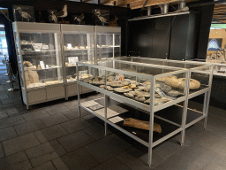 Fossils at the Upper Floor of the Museum Building of the Oertijdmuseum