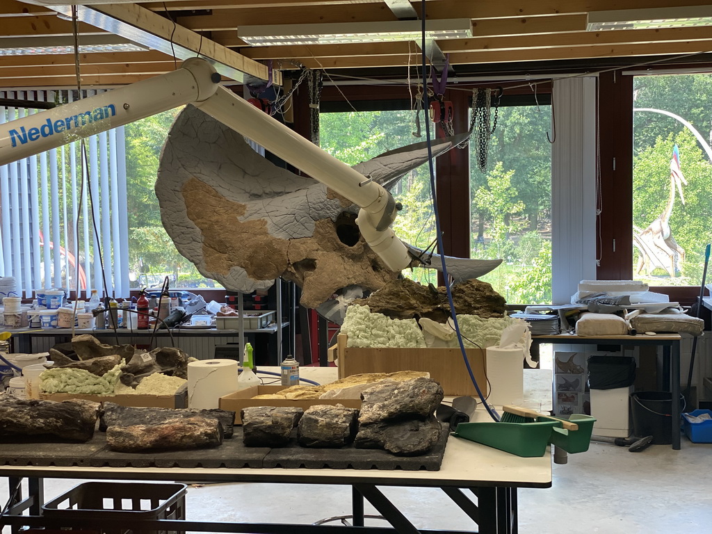 Triceratops skull at the paleontological laboratory at the Upper Floor of the Museum Building of the Oertijdmuseum