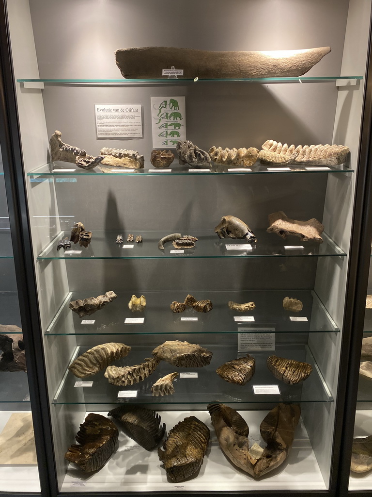 Fossilized Mammoth teeth at the Upper Floor of the Museum Building of the Oertijdmuseum